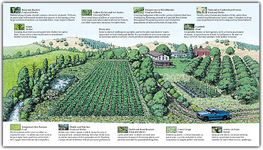 Farming for Pollinators